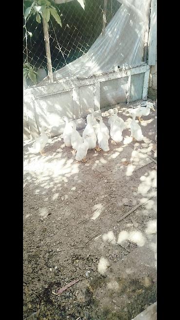 pekin ördeği: Salam tam saqlam 2 ayliq pekin kuban oredeklerdir 11 ededir .Unavn — 3