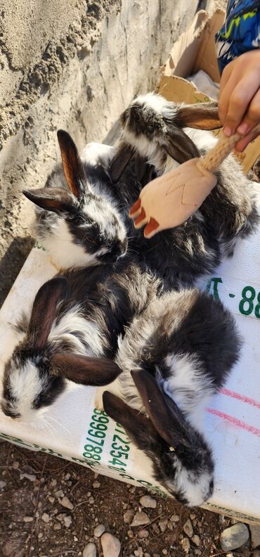 Кролики: Продаю | Крольчата | Серый великан | Для разведения | Племенные — 4