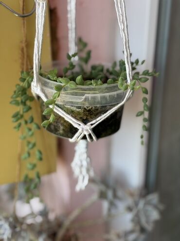 Otaq bitkiləri: Комнатные растения Крестовник — крупные и мини-растения Каменный — 4