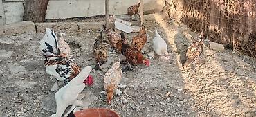 Животные: Курица, Для разведения — 4