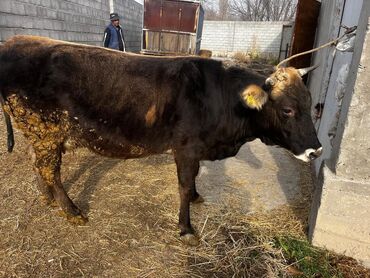 Коровы, быки: Продаю | Корова (самка) | Для молока | Привязанные — 4