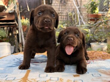 Продажа собак: Щенки лабрадор -ретривер 🐾 Рождены-27.07.2025 Шоколадного окраса С — 2