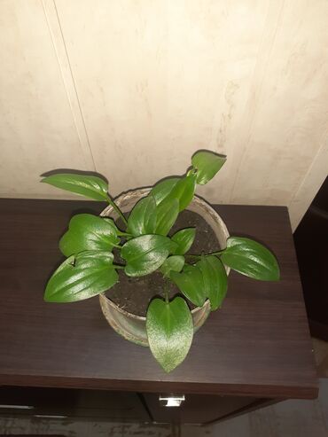 удобрения калий: Комнатные цветы