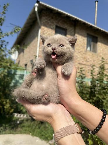 сибирская вислоухая кошка: Британская короткошёрстная, 1 месяц, Девочка, Лиловый, Приучена к лотку, Проглистована, С документами — 6
