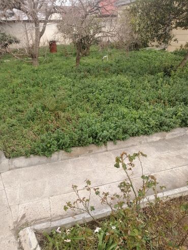 Bağbanlar: Bağban, 44 yaş, 5 ildən artıq təcrübə — 5