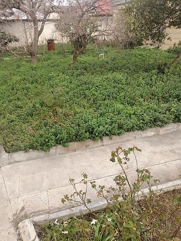 bag evlerinde is: Bağban, 44 yaş, 5 ildən artıq təcrübə — 2