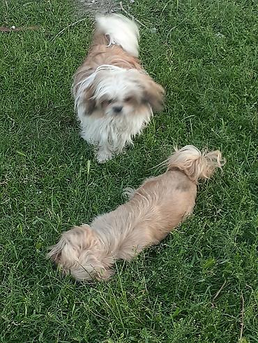 İtlər: Pekines, 8 ay, Erkek, Ödənişli çatdırılma — 8