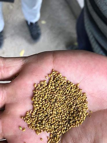 Люцерна: Продаю/куплю семена люцерны и свеклы — 16