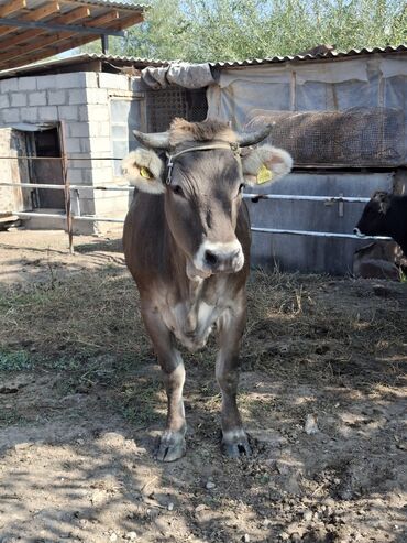 охотничий собака: Сатам | Кунаажын | Швиц