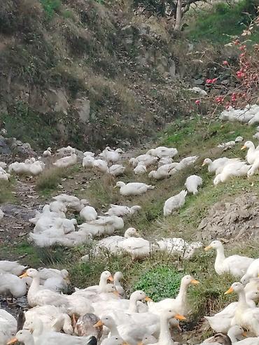 toptan yem satisi: Satılır: ördək sürüsü 500 ededi - Cins: ağ ev/ferma ördəkləri — 3