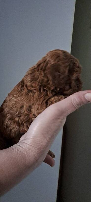 Psi: Prodajem stence toy i mini pudle.Dve zenke i jedan muzjak su crveni — 10