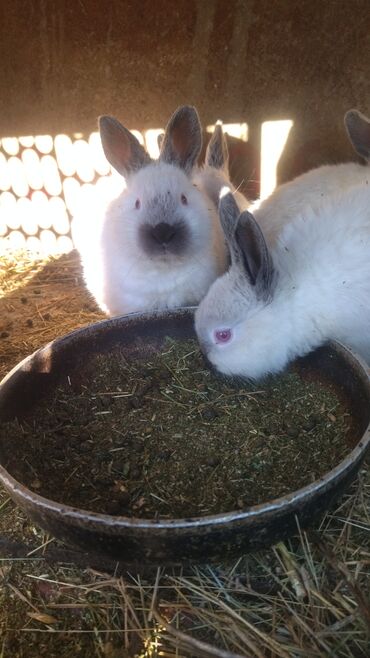 Декоративные кролики: Кролики — 25