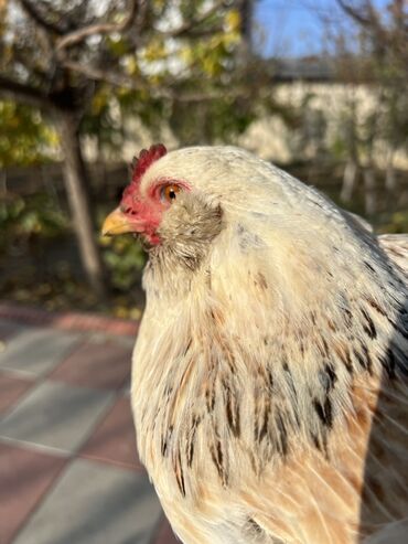 Toyuqlar: Toyuq, Yumurtalıq -da lalafo.az — 6 Toyuqlar: Toyuq, Yumurtalıq — 6