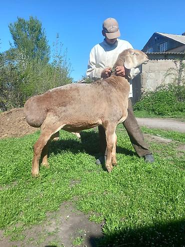 Баран, овца: Продаю | Баран (самец) | Арашан | Для разведения | Осеменитель — 1
