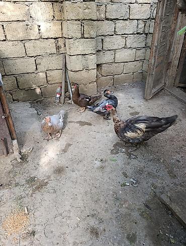 Digər quşlar: Lal Ördək. Sort. 1 Erkək 3 Dişi. Erkey Tuleydədi. Toxumluk. Damazlıq — 2