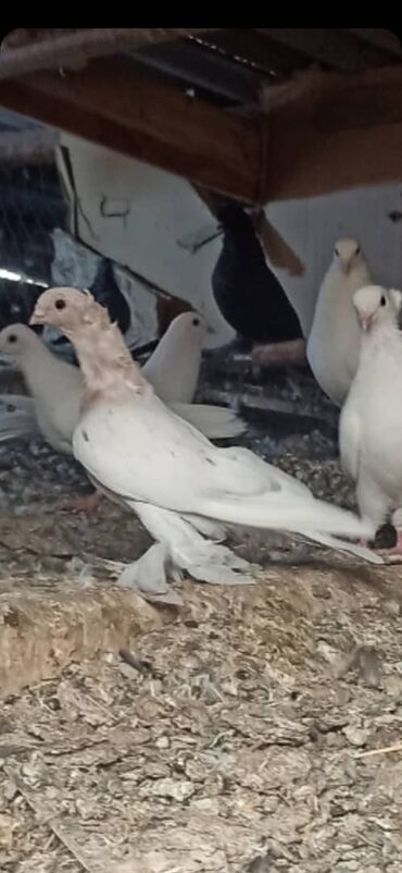 улар сатылат: Продаю голубей