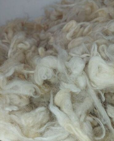 Искусственные цветы: Dowek yunu satilir 35 kilo,kilosu 10 manat