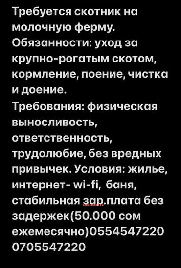 работа в бишкек без опыта: Требуется Скотник, Оплата Ежемесячно