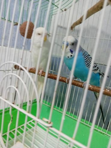 bulbul quşu satışı: Tutuquşu dəsti satılır Qəfəslə birlikdə üstündə Yemi 1 banka,Mil — 4