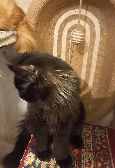 ищу котят: ☑️ Чёрный мейн-кун с шикарным воротником дымчатого цвета и пышным — 7