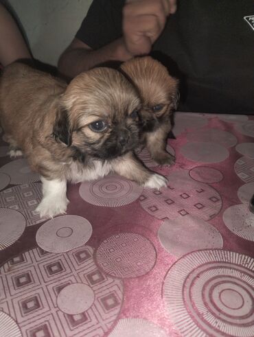it yuvasi tap az: Pekines, 1 ay, Dişi