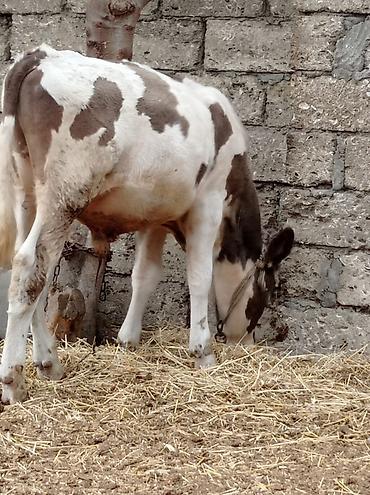 Dana, buzov: Bir Erkey bir dişi dişi simentaldi 4aylıqdı Erkey 7aylıqdı super — 5