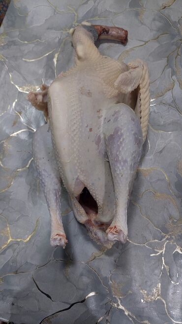 Digər quşlar: Allah herkesin xeyrini versin. Gördüyünüz oz qapinin hinduwkalarindan — 11