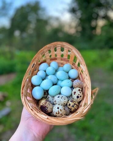 яйца цена бишкек: Перепелиные яйца породы Селадон(голубые яйца). В наличии столовое