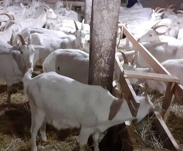 молочный коза: Продаю | Коза (самка) | Зааненская | Для молока | Племенные