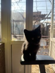 сколько стоит собака мопс: Черный кошка сатылат