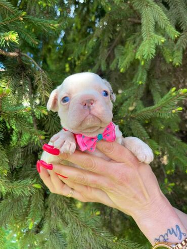 engleski buldog: Registrovana odgajivacnica pasa " Happy Puppies" ima u ponudi stence