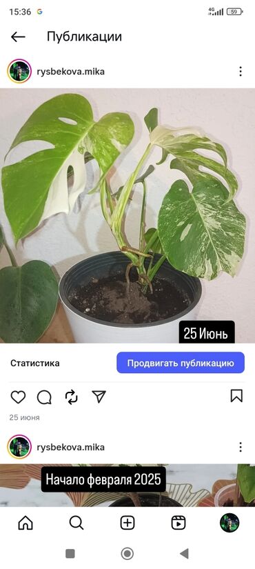 садовые ножницы: Монстера альба отличные гены 
 свежий срезь
