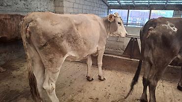 фул слив пантери: Продаю | Корова (самка) | Алатауская, Швицкая, Симментальская | Для разведения, Для молока | Стельные — 8