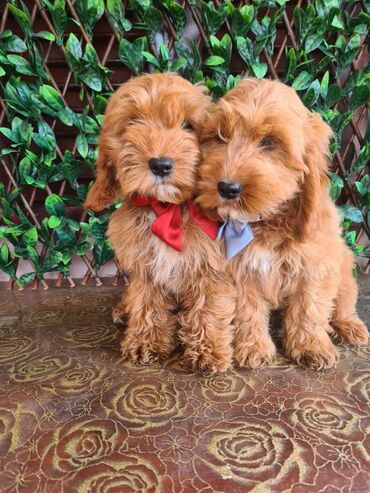 psi za lov: Prelepi štenci labradoodle spremni za svoj novi dom. Primili uredno
