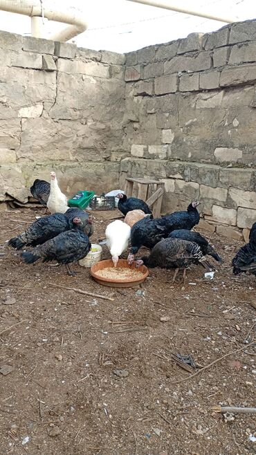 Hinduşka: Salam. olsun. Hamıya hindişka. satlır. lal ördək. satlır. ördəklər -da lalafo.az — 9 Hinduşka: Salam. olsun. Hamıya hindişka. satlır. lal ördək. satlır. ördəklər — 9