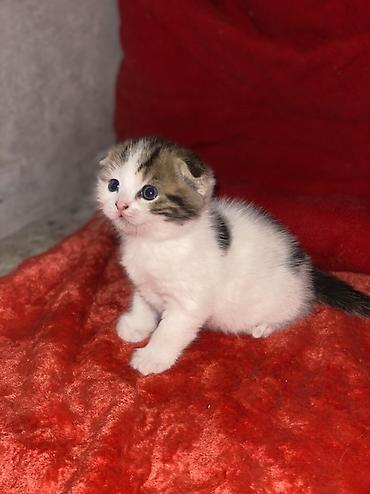 кой союшка: Шотландские вислоухие котята (Scottish Fold) Все мальчики - Окрас — 4