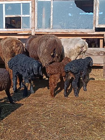 Баран, овца: Продаю | Ягненок | На забой | Племенные — 21