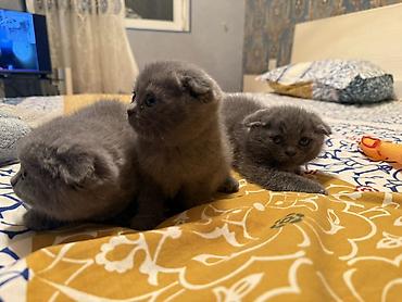 Pişiklər: Şotland yastı qulaq — 6