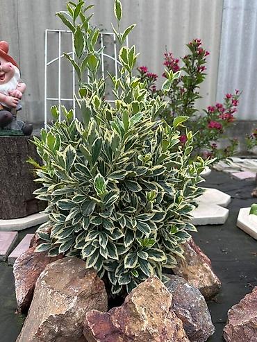 Декоративные деревья: Продаю все виды садовых растений,кустарников и цветов. Ош at lalafo.kg — 2 Декоративные деревья: Продаю все виды садовых растений,кустарников и цветов. Ош — 2