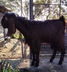 енот в баку купить: Damazlıq hələb kecisi isteyən zəng ede biler. 7 aylıqdır