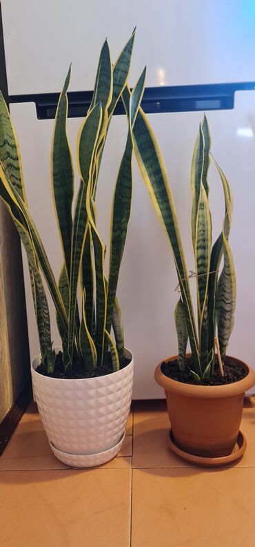 kaktus: Sansevieria (ilan dili) otaq bitkiləri – bir neçə ədəd - Növ