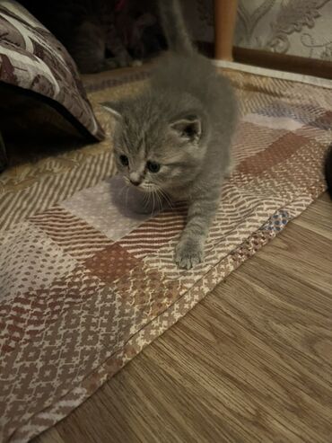 Pişiklər: Britan, Erkək, Dişi, Ünvandan götürmə -da lalafo.az — 4 Pişiklər: Britan, Erkək, Dişi, Ünvandan götürmə — 4