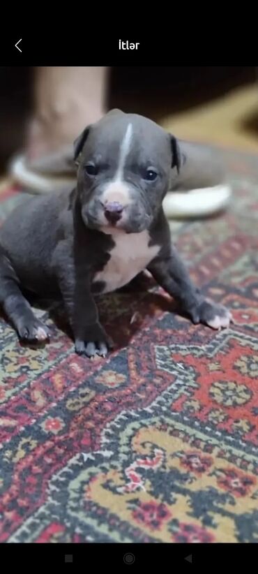 pitbull satışı: Pitbul, 1 ay, Dişi, Peyvəndli