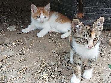 Отдам даром кошку: Котята - Возраст: примерно 2 месяца (родились 15 апреля). - Окрас: - at lalafo.kg — 1 Отдам даром кошку: Котята - Возраст: примерно 2 месяца (родились 15 апреля). - Окрас: - — 1
