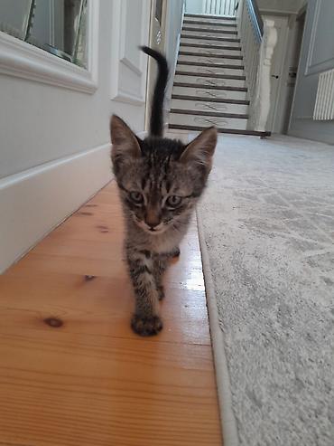 коротколапые коты цена: Котята. Жалал-Абад, Манас. отдам даром. возраст 2 мес — 2