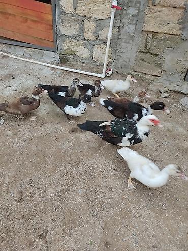 ruan ordek: Tam sagllam Lal ordekler 10 eded. 3 aylllig. bala. ve bir anna — 4