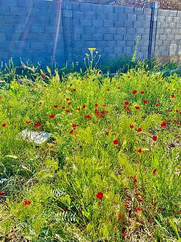 Продажа коттеджей и домов: 4 комнаты, 4 м², 400 соток, Бишкек, Ак-Ордо 3 ж/м Собственник at lalafo.kg — 15 Продажа коттеджей и домов: 4 комнаты, 4 м², 400 соток, Бишкек, Ак-Ордо 3 ж/м Собственник — 15