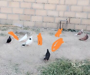 ZX: Quşdar satilir biri 6m endirim olacag tam saglam heyvanlardi
