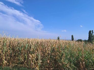 prodaja kuca i vikendica topola i okolina: 450 ares, Vlasnik