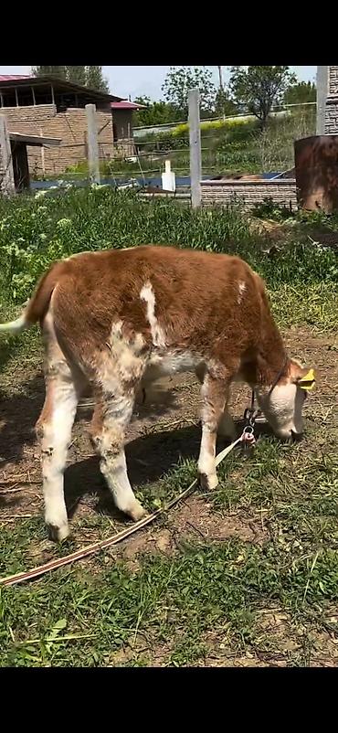 Dana, buzov: 2 baş simmental tipli dana - Növ: ətlik-südlük istiqamətli simmental — 7